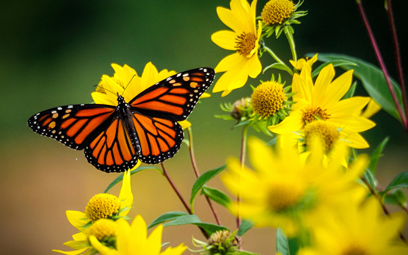 Hotel Matteo Pinarella